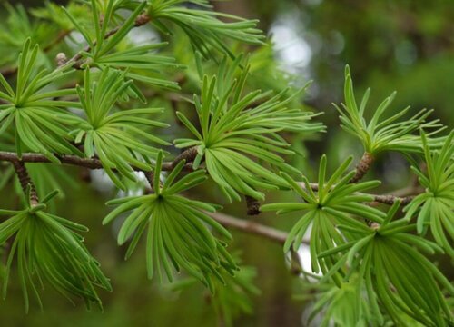 金钱松是裸子植物吗"