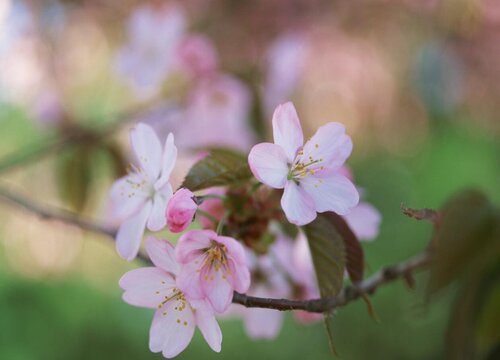 桃花是什么季节开的花"