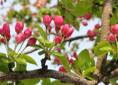 海棠花催花时间和方法"