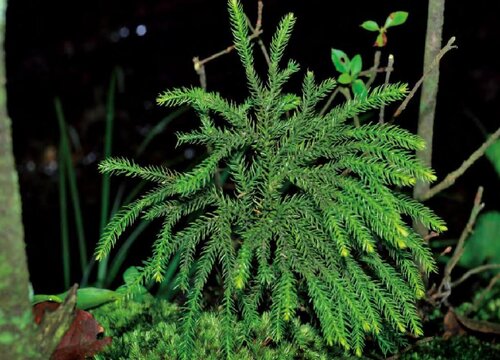 石松是裸子植物吗