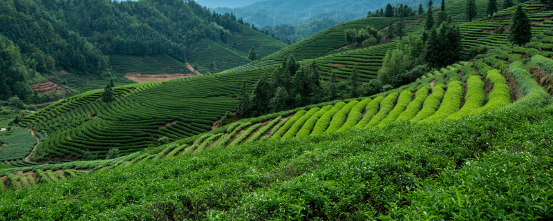 岩茶是什么茶