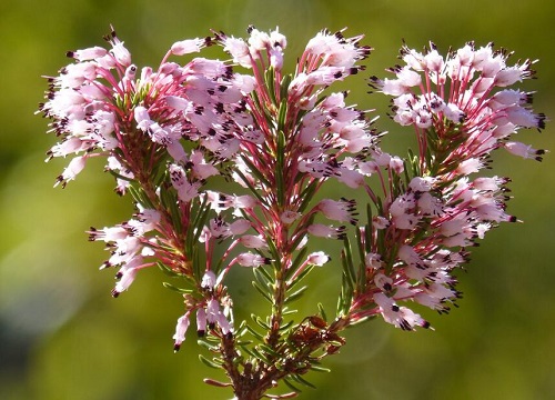 丁香花长什么样子