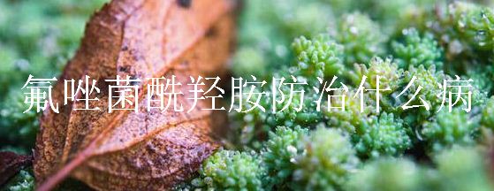 氟唑菌酰羟胺防治什么病