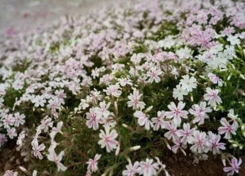 芝樱花是多年生植物吗