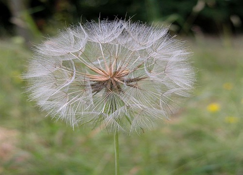 什么花的花语是无法得到