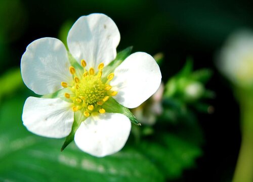 草莓花代表什么意思