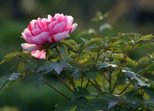 芍药花适合在室内养吗"