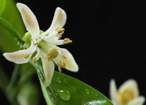 代代花是什么植物的花"