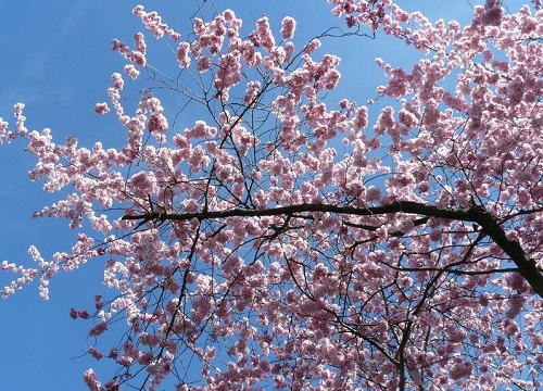 什么花的花语是归来