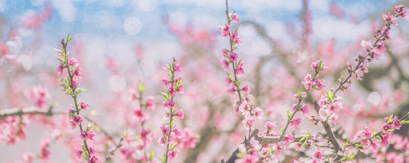 花什么时候剪枝好