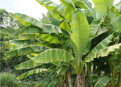 芭蕉是草本植物吗