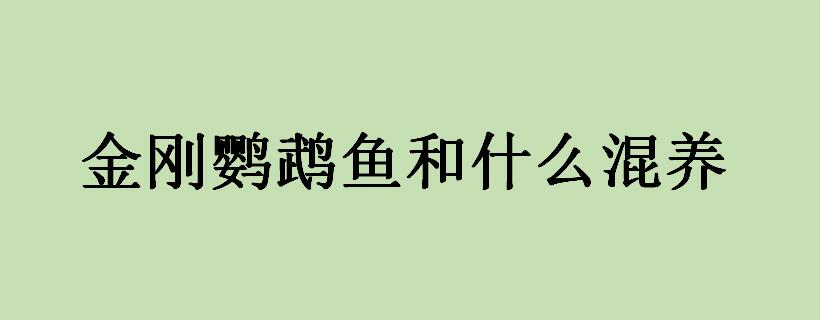 金刚鹦鹉鱼和什么混养