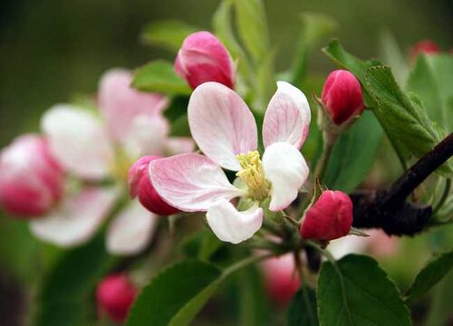 苹果花是什么季节开的花"