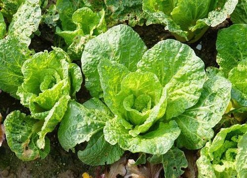 白菜什么季节种植合适"