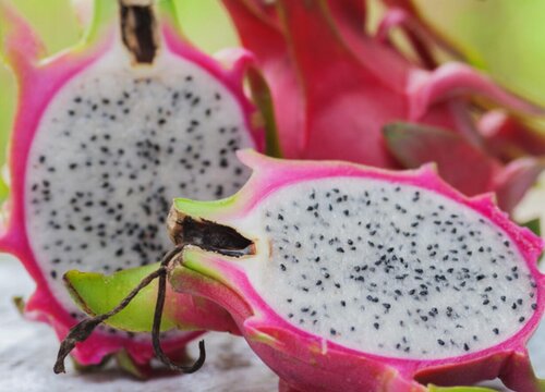 火龙果什么时候种植最好"