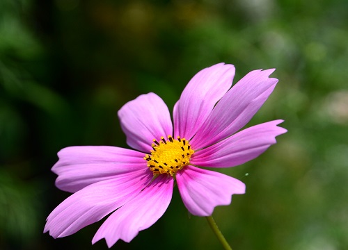 什么花的花语是顽强"