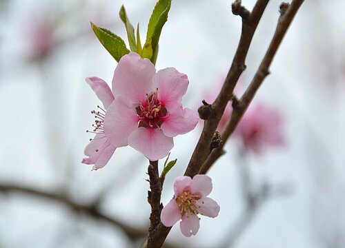 桃花是雌雄同株吗"