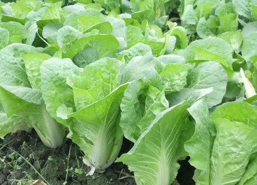 白菜是单子叶植物吗"