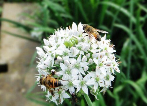 韭菜花是什么季节的菜"