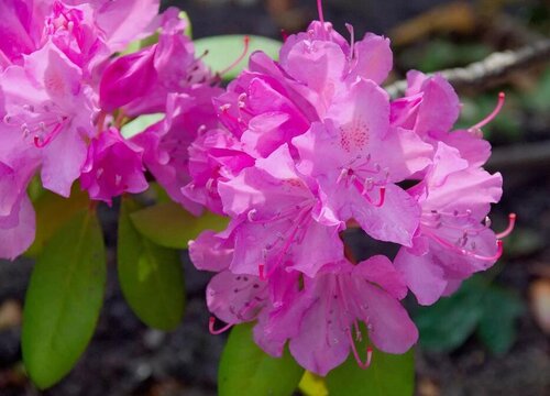 杜鹃花的花期是什么时候"