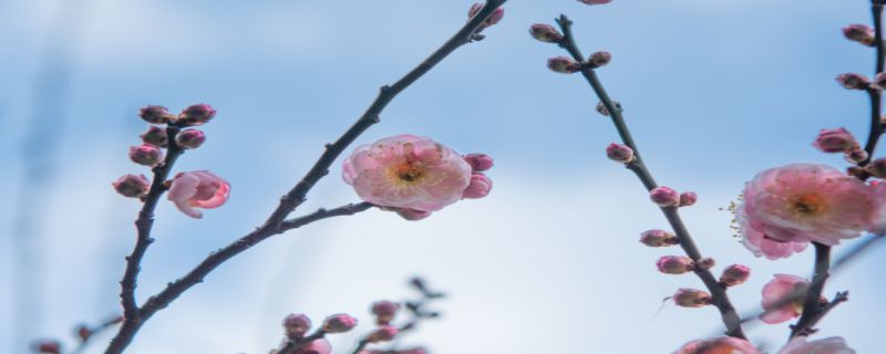 梅花的特点是什么