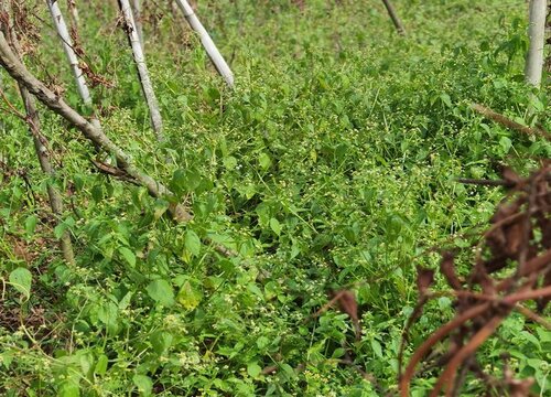 山药是块根还是块茎