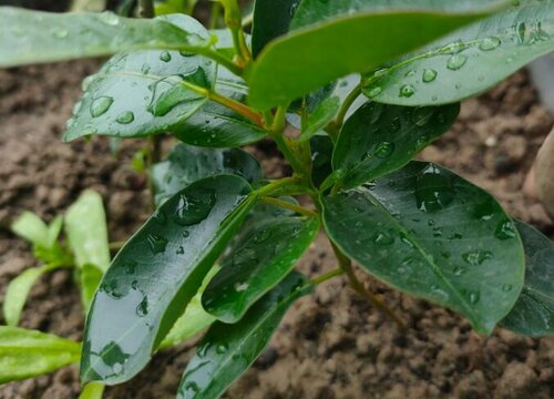 茉莉花烂叶子原因及处理方法"