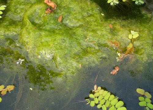 水棉是裸子植物吗