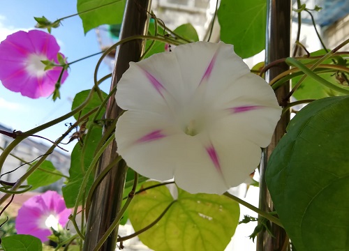 牵牛花是什么季节开的花