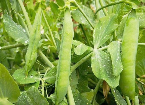 豌豆种植时间与生长周期"