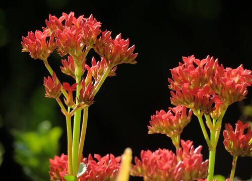 长寿花代表什么意思