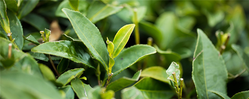 茶树用什么肥料长得快