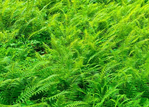 肾蕨是多年生植物吗