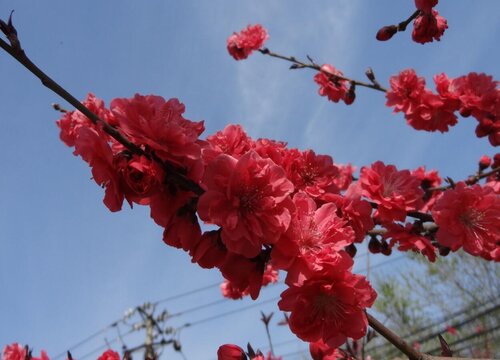 红梅花期多久时间