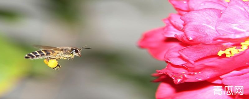 蜜蜂中毒阿托品用量