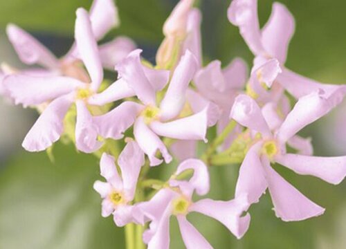 茉莉花是木本植物吗"