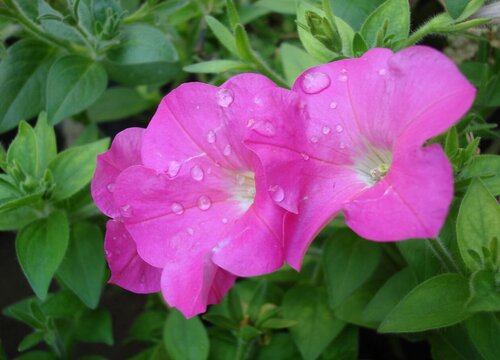 矮牵牛配土方法与种植土壤