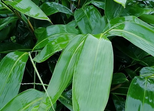 包粽子的叶子是什么植物的叶子