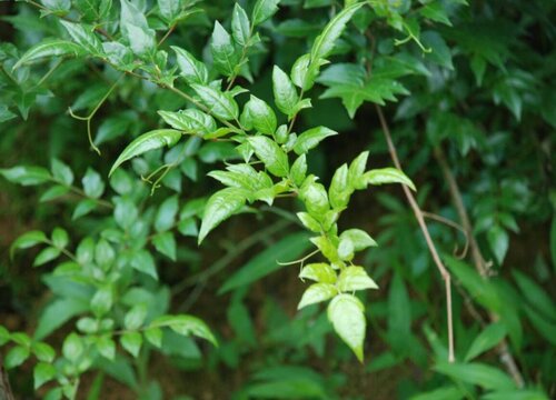 藤茶和绞股蓝是一种植物吗"