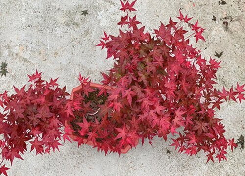 枫树配土方法与种植土壤"