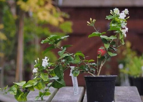 茉莉花用多大的盆种