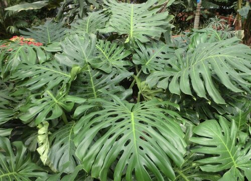 龟背竹喜阴还是喜阳光的植物"