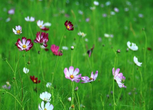 格桑花耐寒吗"