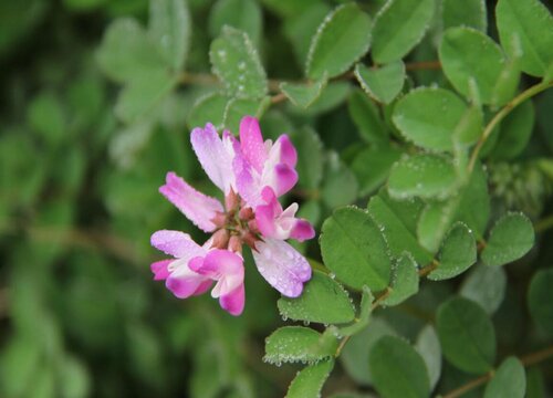 草籽花又叫什么名字