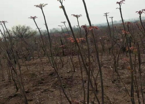 香椿什么季节吃最好"