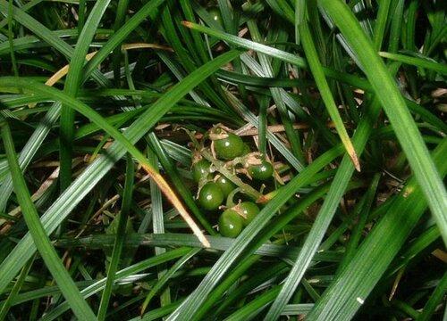 沿阶草是一年生植物吗"