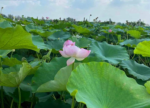 荷叶叶子发黑怎么办"