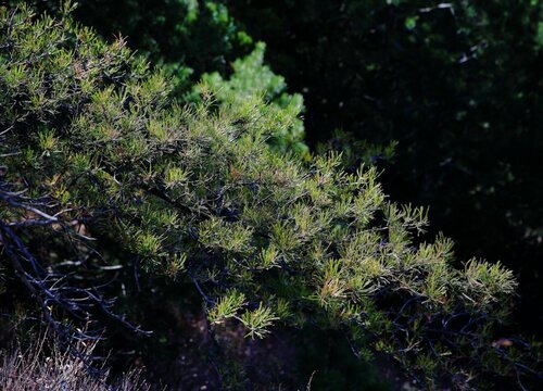 松是裸子植物吗"