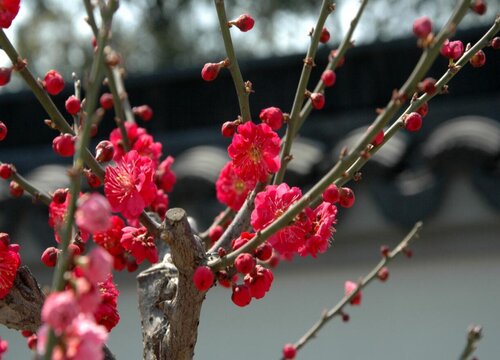 梅花是木本植物吗