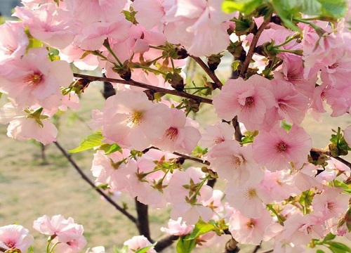 什么花的花语是温柔善良"